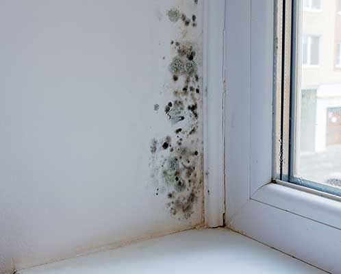 Mold Removal and Remediation Services