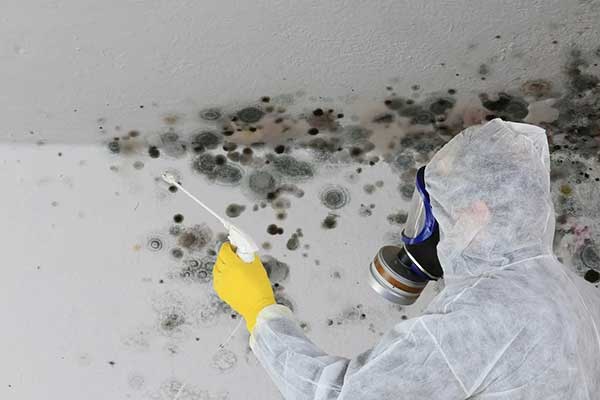 do you suspect mold growth in your home or business
