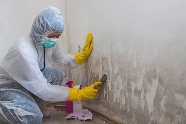 mold growth a serious issue that can damage you your property